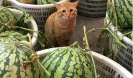 吃货大飞卖瓜视频,视频揭秘瓜王争霸赛