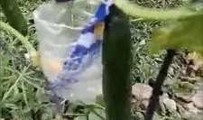 徐州大白妈吃瓜视频曝光