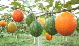 小吊瓜可以切开吃吗视频