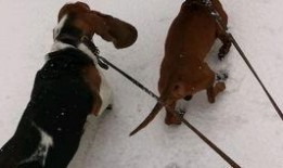 牛吃老瓜的视频大全集下载,视频大全集下载精华回顾