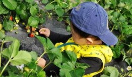 莲湖花园吃瓜事件视频曝光,视频曝光揭示惊人真相