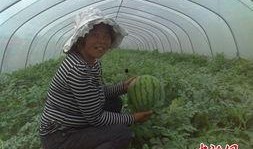 稻田吃瓜小女孩儿视频,小女孩儿与瓜果的欢乐时光