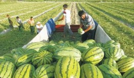 中国石油吃瓜视频下载,热门内容背后的下载攻略