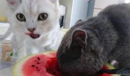 吃瓜吸猫少女视频,少女的吃瓜吸猫日常