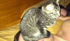 你养狗我养猫吃瓜视频,一场宠物界的欢乐盛宴