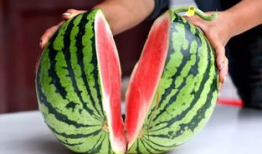 两个老人吃瓜视频大全下载,两位长者共享欢乐时光，吃瓜视频大全下载回顾