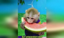 女人吃瓜变成猴子视频,女人吃瓜变猴奇观揭秘