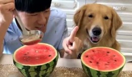 吃瓜的狗搞笑视频,萌态可掬笑翻众人