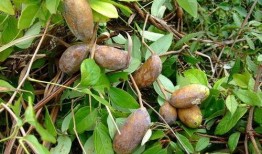 吃八月瓜视频全集,视频全集精华回顾