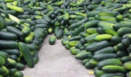 荣宝斋吃瓜视频下载安装,轻松获取精彩内容