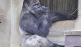 吃瓜变猩猩的视频大全集