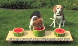 吃瓜的狗搞笑视频,萌态可掬笑翻众人