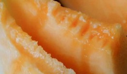 甘肃老人吃蜜瓜视频大全,共享田园生活美好瞬间