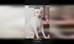 吃瓜小狗现场教育视频,揭秘娱乐圈那些不为人知的秘密