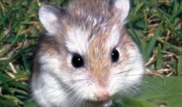 仓鼠可以吃蜜瓜么吗视频