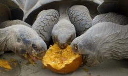 王八吃瓜最新视频,揭秘最新视频背后的热点事件与幕后真相