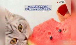 给小猫吃瓜视频大全,小猫吃瓜视频大全集锦