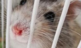 仓鼠可以吃蜜瓜么吗视频