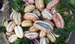 吃八月瓜视频全集,视频全集精华回顾