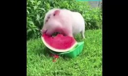 小猪吃瓜了吗视频大全集,视频大全集深度解析