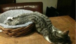 液体猫视频带你吃瓜,畅游吃瓜视频世界