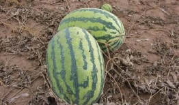 西瓜吃瓜小视频,夏日清凉美食分享