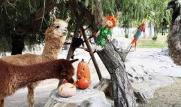 大动物吃瓜视频,萌态百出，萌翻网友