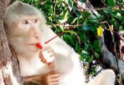 女人吃瓜变成猴子视频,女人吃瓜变猴奇观揭秘