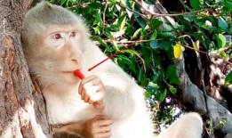 女人吃瓜变成猴子视频,女人吃瓜变猴奇观揭秘