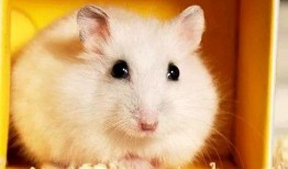 仓鼠可以吃蜜瓜么吗视频