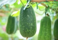 拉瓜适宜什么人群吃呢视频,营养丰富的健康食品，适合哪些人群食用？