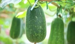 拉瓜适宜什么人群吃呢视频,营养丰富的健康食品，适合哪些人群食用？