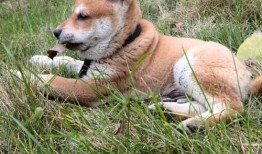 广州东山土狗吃瓜视频曝光