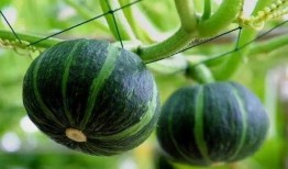 南瓜怎样吃吊瓜视频,南瓜吊瓜美味食谱大揭秘