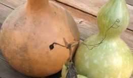 葫芦瓜要放糖吃吗视频,糖醋葫芦瓜，美味升级！