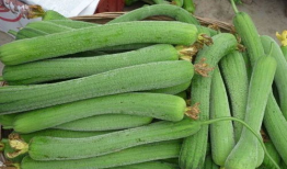 水瓜渣苗可以吃吗视频,揭秘家常美味新选择