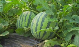 吃瓜照片视频素材无水印,无水印照片视频素材背后的故事