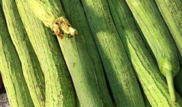 吃生瓜蔬菜直播视频,生瓜蔬菜新鲜吃法大揭秘