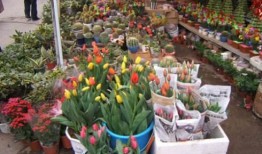 河北花店老板吃瓜视频