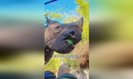 犀牛吃瓜视频大全集播放,趣味盎然的大自然奇观集锦