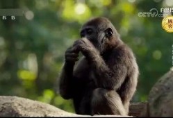 吃瓜变猩猩的视频大全集