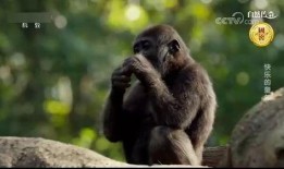 吃瓜变猩猩的视频大全集