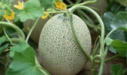 外地人吃哈密瓜好吗视频,一场甜蜜的味蕾之旅