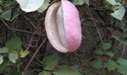 胖娃吃八月瓜好吗视频,美味与营养并存