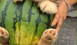 不给狗吃蜜瓜可以吗视频,揭秘为何狗狗不宜食用