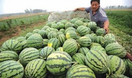 高密吃瓜事件最新消息视频,最新视频揭露惊人内幕