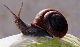 带你吃瓜野生蜗牛视频,带你吃瓜体验独特风味