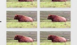 牛吃老瓜的视频大全集下载,视频大全集下载精华回顾