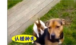 吃瓜了搞笑配音视频,带你笑出腹肌的欢乐盛宴