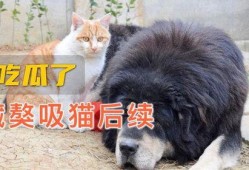 吃瓜吸猫少女视频,少女的吃瓜吸猫日常